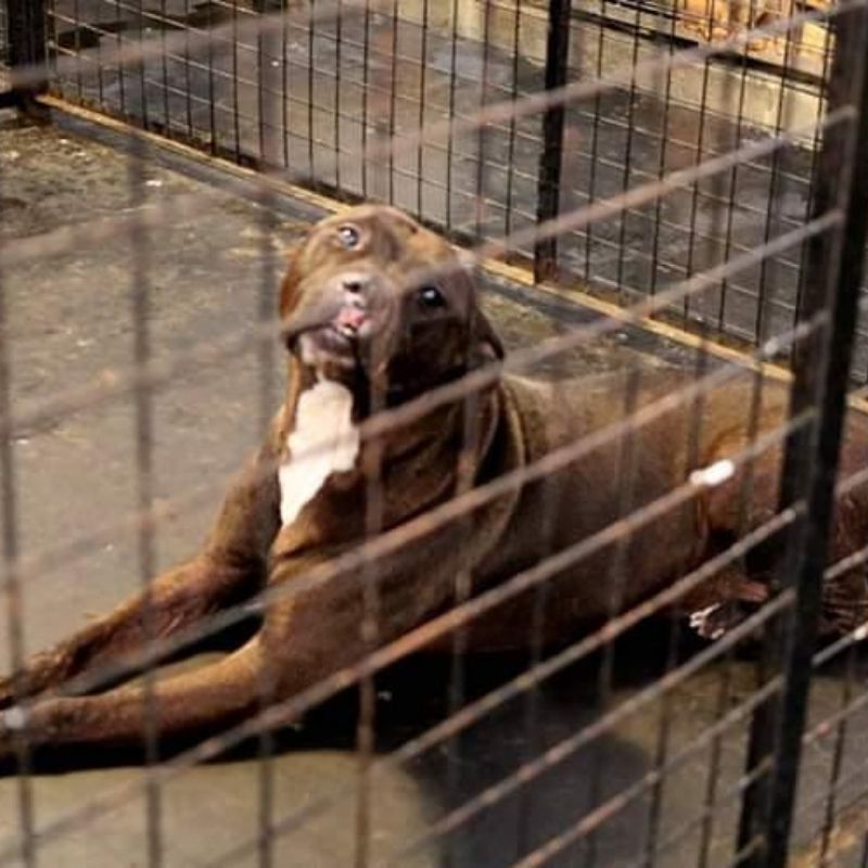 Cuestionamientos al IMUSA: Presentan pedido de informes para clarificar si hubo maltrato animal y problemas en alojamiento y alimento de los animales  