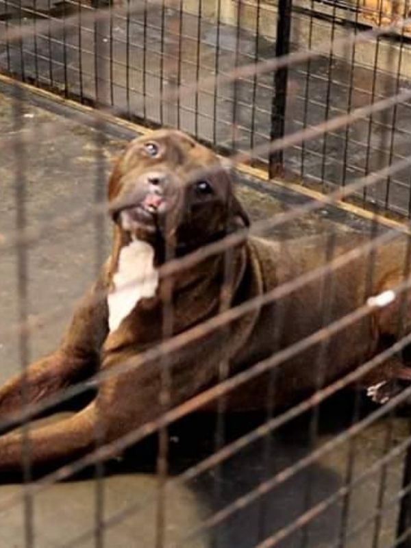 Cuestionamientos al IMUSA: Pedido de informes para clarificar si hubo maltrato animal, entre otros problemas 